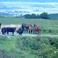 049 九州橫斷道路－牛＆馬.JPG