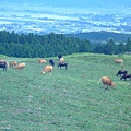 050 九州橫斷道路－牛.JPG