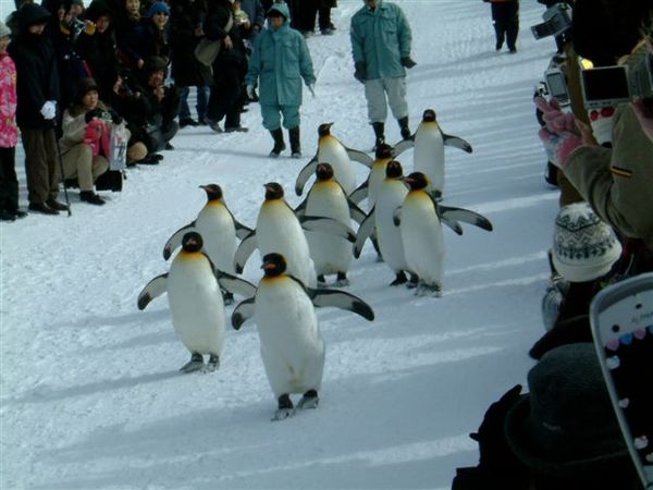 004 旭山動物園--企鵝散步.JPG