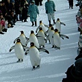 004 旭山動物園--企鵝散步.JPG