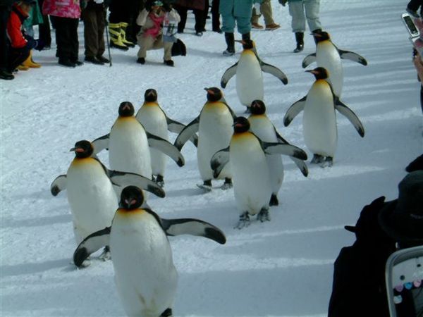 005 旭山動物園--企鵝散步.JPG