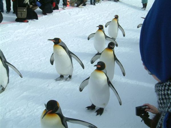 007 旭山動物園--企鵝散步.JPG