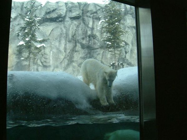 009 旭山動物園--北極熊.JPG