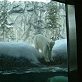 009 旭山動物園--北極熊.JPG