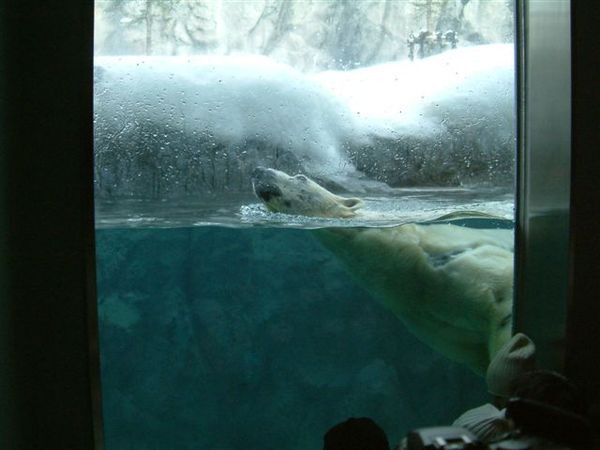 011 旭山動物園--北極熊.JPG