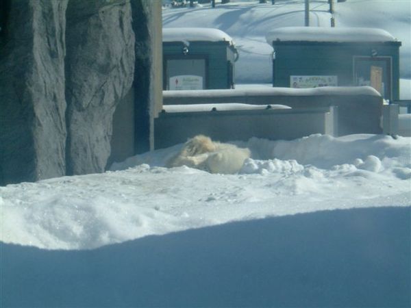 024 旭山動物園--從膠囊看北極熊.JPG