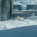 024 旭山動物園--從膠囊看北極熊.JPG