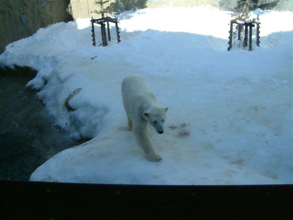 025 旭山動物園--走來走去的北極熊.JPG