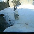 026 旭山動物園--走來走去的北極熊.JPG