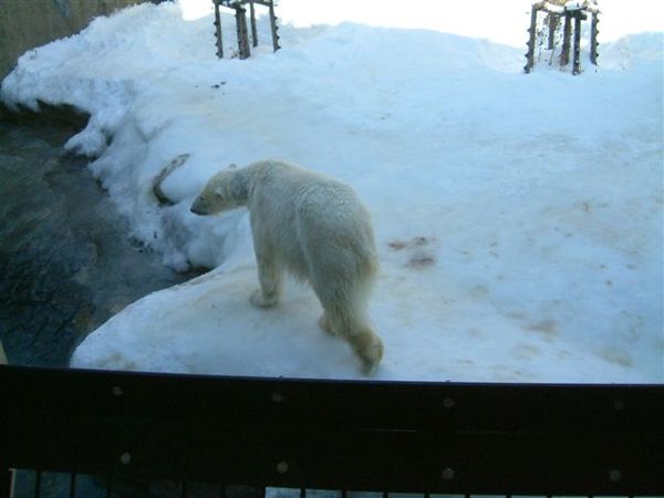 027 旭山動物園--走來走去的北極熊.JPG