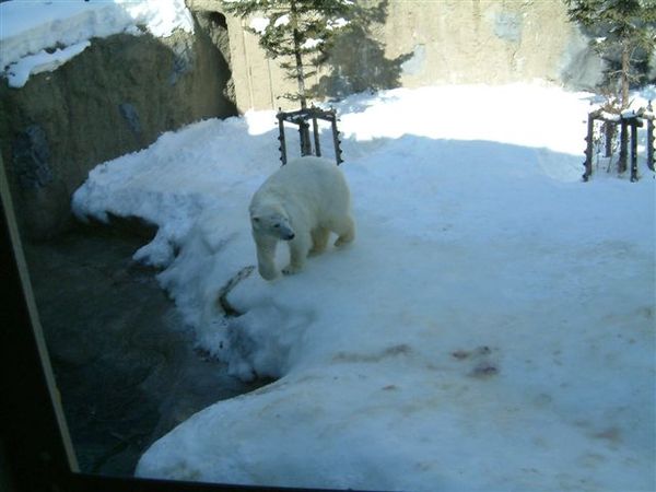 028 旭山動物園--走來走去的北極熊.JPG
