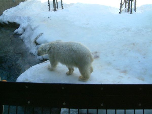 029 旭山動物園--走來走去的北極熊.JPG
