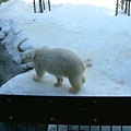 029 旭山動物園--走來走去的北極熊.JPG
