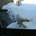 030 旭山動物園--走來走去的北極熊.JPG