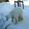 031 旭山動物園--走來走去的北極熊.JPG