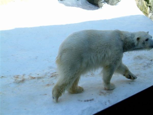 032 旭山動物園--走來走去的北極熊.JPG