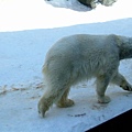 032 旭山動物園--走來走去的北極熊.JPG