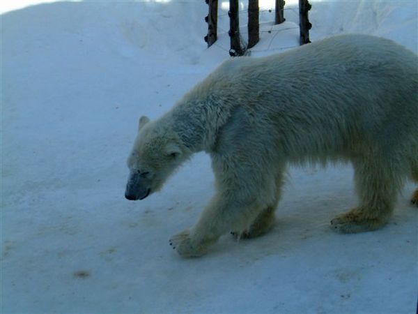 033 旭山動物園--走來走去的北極熊.JPG