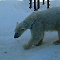 033 旭山動物園--走來走去的北極熊.JPG