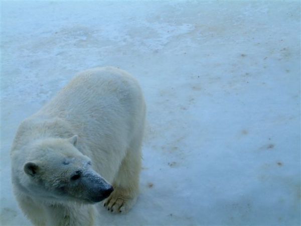 034 旭山動物園--走來走去的北極熊.JPG