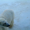 034 旭山動物園--走來走去的北極熊.JPG