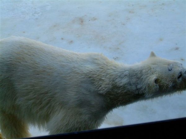 035 旭山動物園--走來走去的北極熊.JPG
