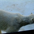 035 旭山動物園--走來走去的北極熊.JPG