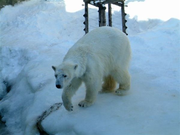 036 旭山動物園--走來走去的北極熊.JPG
