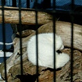 040 旭山動物園--北極狐.JPG