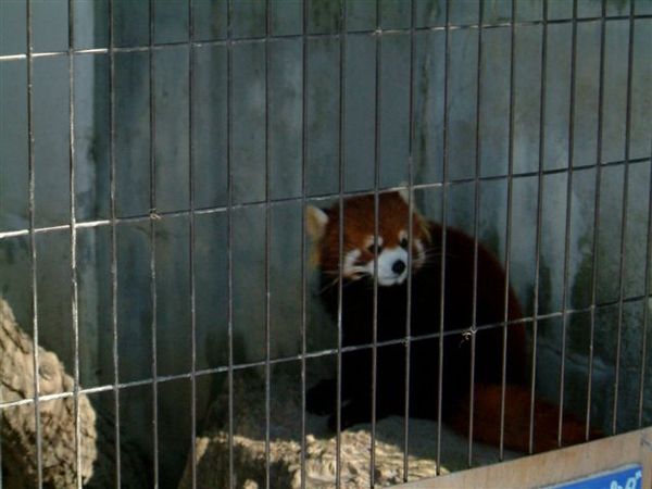 041 旭山動物園--浣熊.JPG