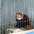 042 旭山動物園--浣熊.JPG