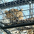 043 旭山動物園--豹.JPG