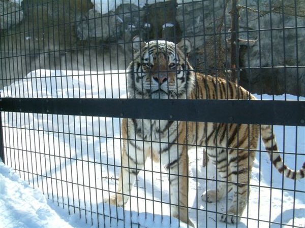 045 旭山動物園--老虎.JPG