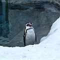 047 旭山動物園--企鵝.JPG