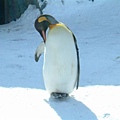048 旭山動物園--企鵝.JPG