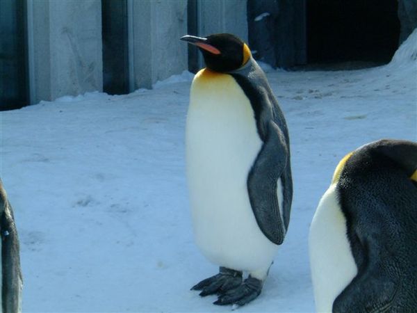 049 旭山動物園--企鵝.JPG