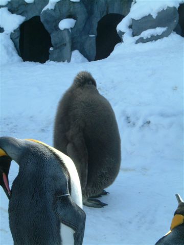 050 旭山動物園--小企鵝.JPG