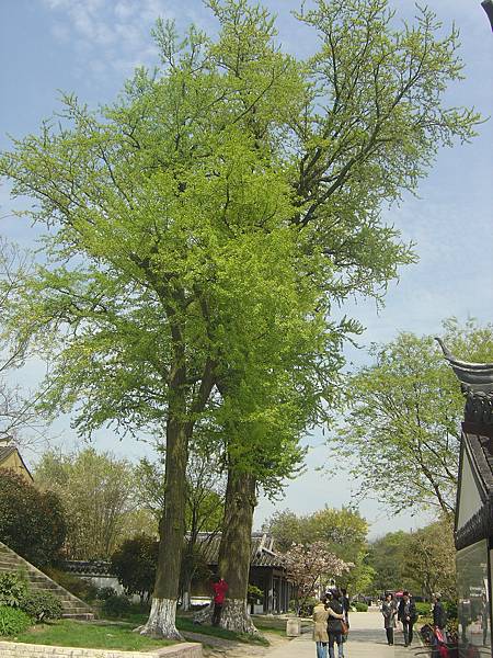 狼山古銀杏2.JPG