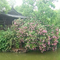 興國公園夾竹桃.JPG