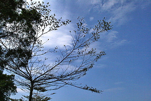 小葉欖仁的天空