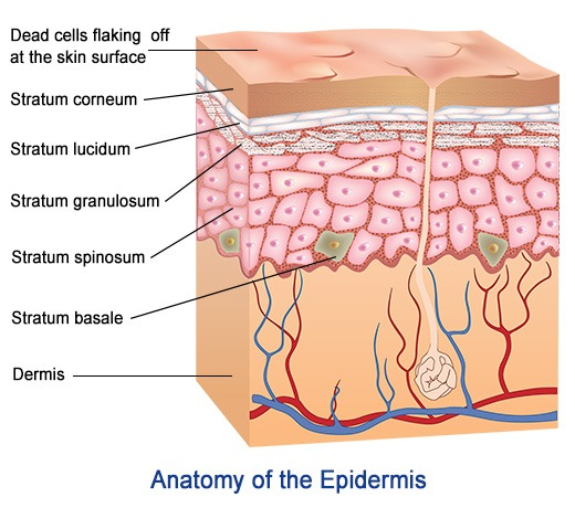 Anatomy-of-Epidermis.png