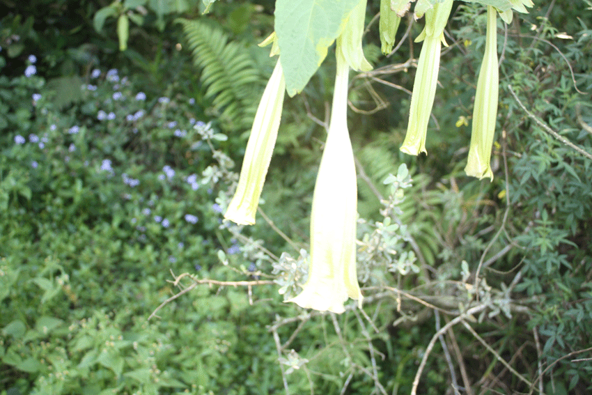 white flower