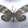 Chalcosia formosana male?.jpg