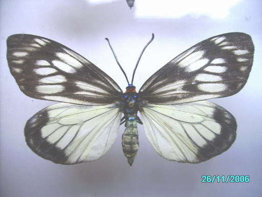 Chalcosia formosana female?.jpg