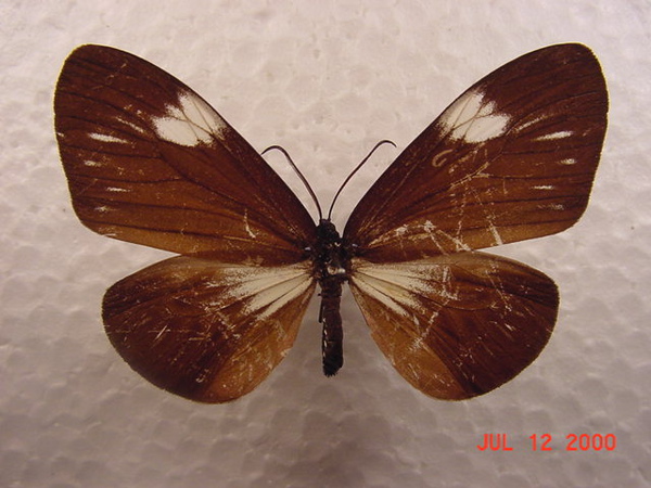 Cyclosia danaides rhadamantha(Butler,1877).jpg