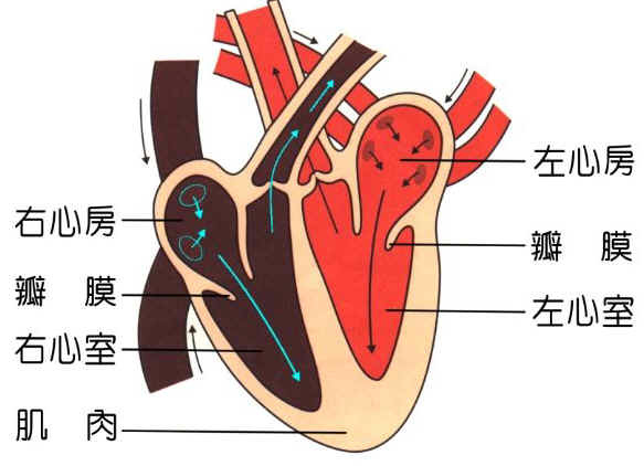 右心房 左心室.jpg