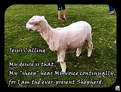 Jesus Calling October 30：My desire is that My sheep hear My voice continually,for I am the ever-present Shepherd.