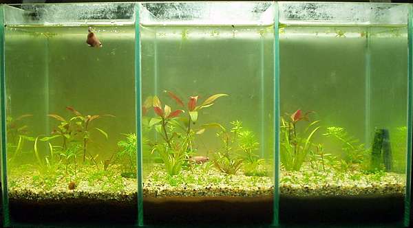 天然水草缸底土鋪設方法 三種底土成效之比較 恩典之路 水族與非洲堇的點點滴滴 痞客邦