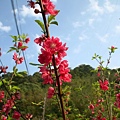 山櫻花.jpg