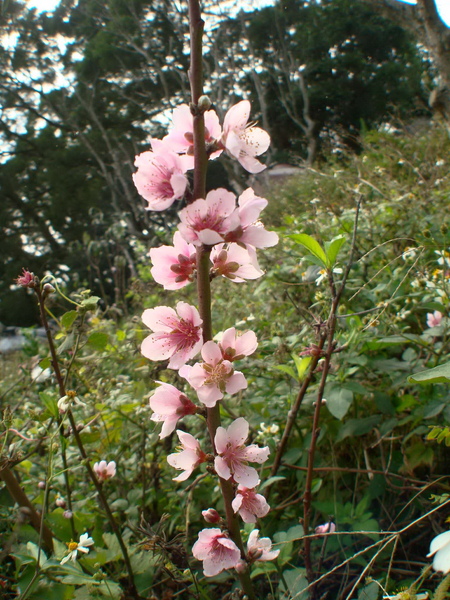 粉紅吉野櫻花.jpg